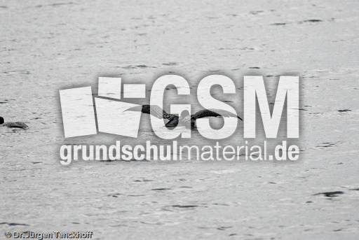 Eistaucher (15 von 26).jpg